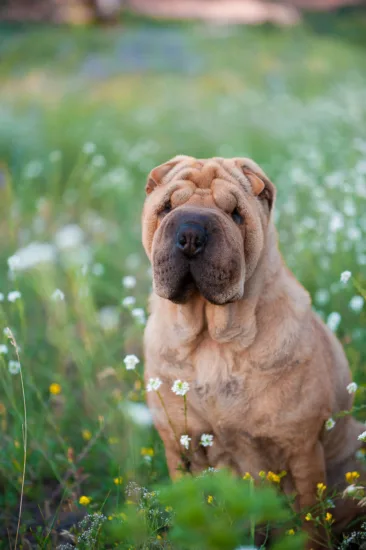 Shar-pei – wygląd rasy