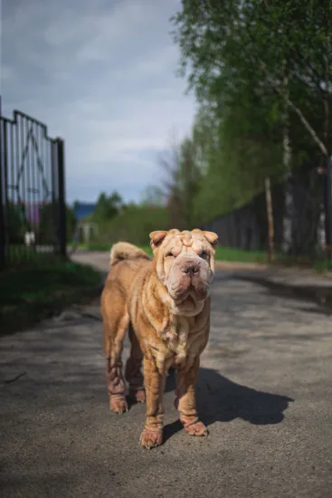 Shar-pei – żywienie rasy