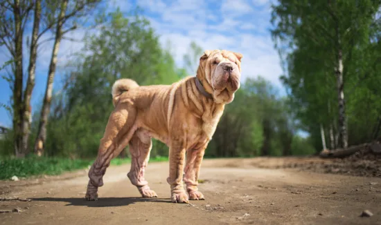 Shar-pei – historia i pochodzenie rasy