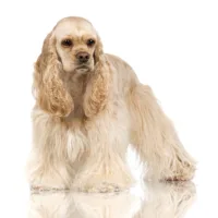 Cocker spaniel amerykański