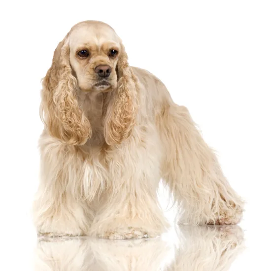 Cocker spaniel amerykański