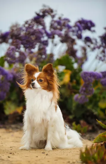 Papillon – charakterystyka rasy