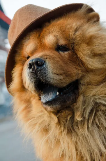 Chow Chow – wygląd rasy
