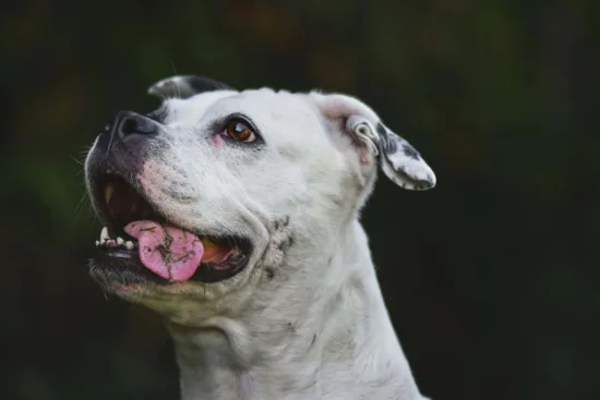 Buldog amerykański – wychowanie rasy