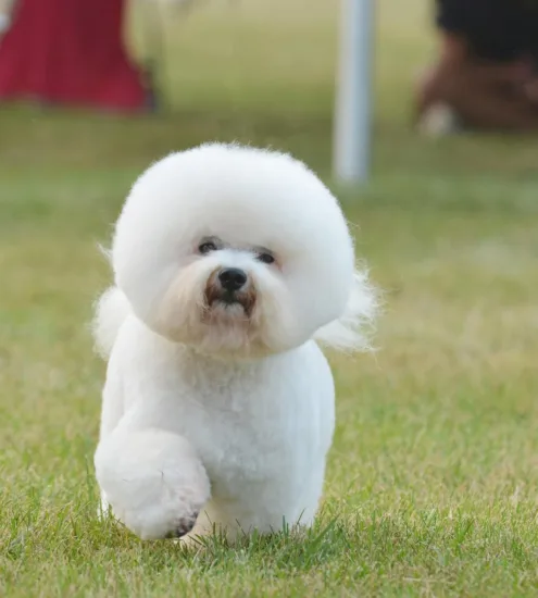 Bichon frise – pielęgnacja rasy