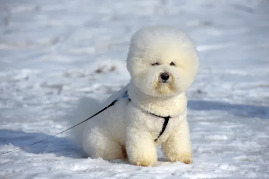 Bichon frise – charakterystyka rasy