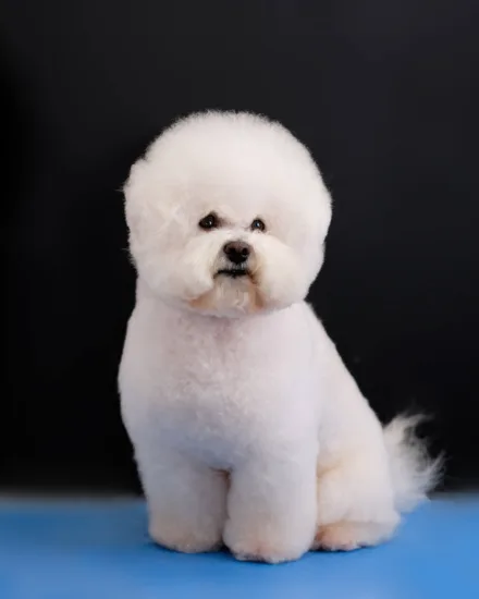 Bichon frise – żywienie rasy