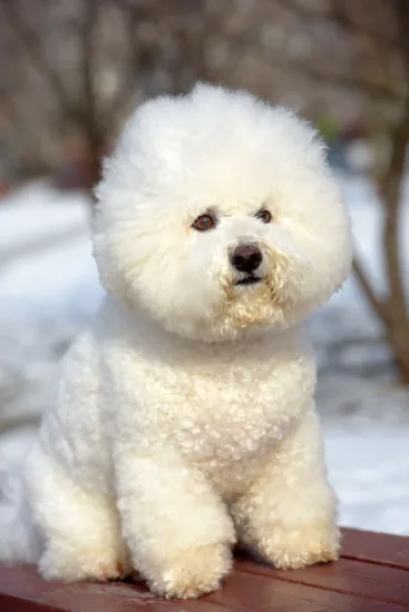 Bichon frise – wychowanie rasy