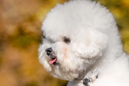 Bichon frise – szkolenie rasy