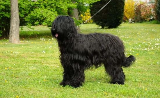 Briard - żywienie rasy