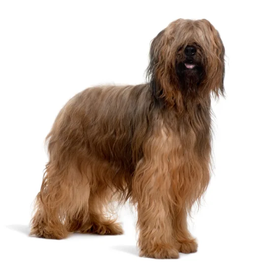 Briard - zdrowie rasy