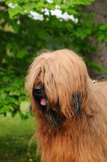 Briard - cena rasy i koszt utrzymania