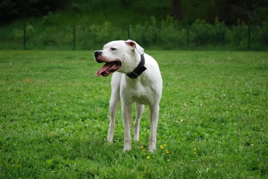 Dog argentyński - charakterystyka rasy