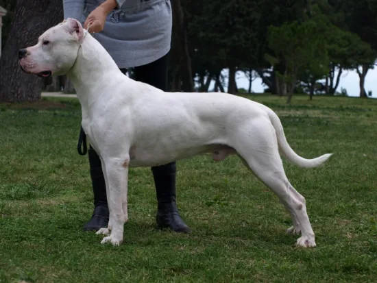 Dog argentyński - wychowanie rasy