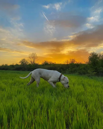 Dog argentyński - zdrowie rasy