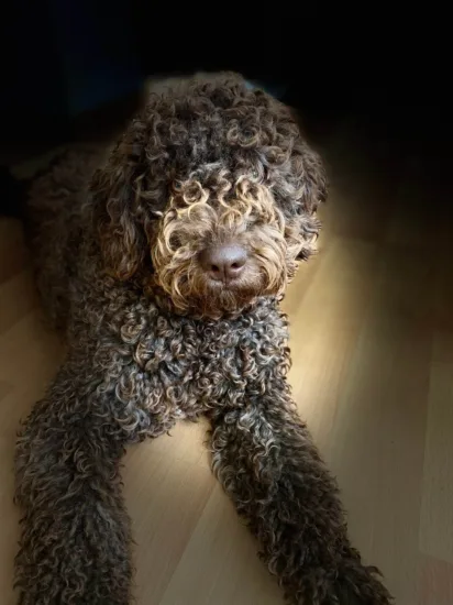 Lagotto Romagnolo – żywienie rasy