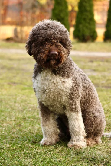 Lagotto Romagnolo – pielęgnacja rasy