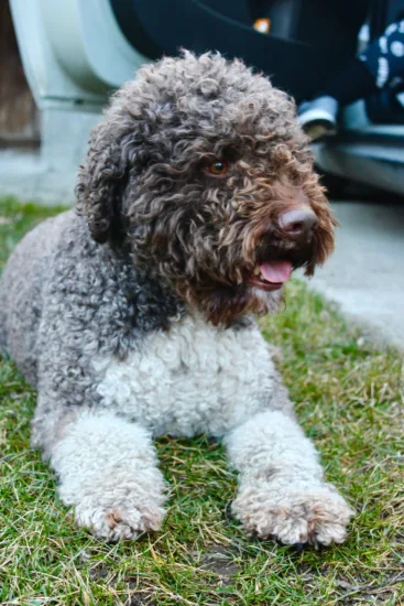 Lagotto Romagnolo – charakterystyka rasy