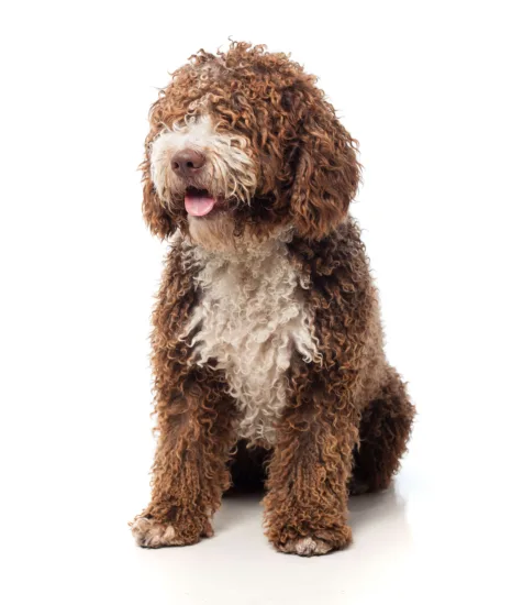 Lagotto Romagnolo