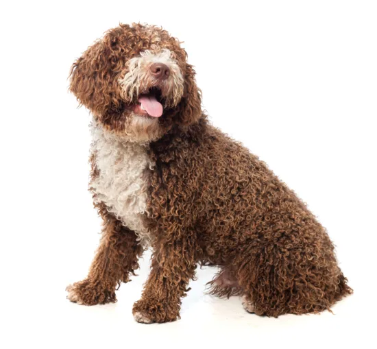 Lagotto Romagnolo – historia i pochodzenie rasy