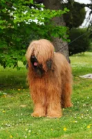 Briard