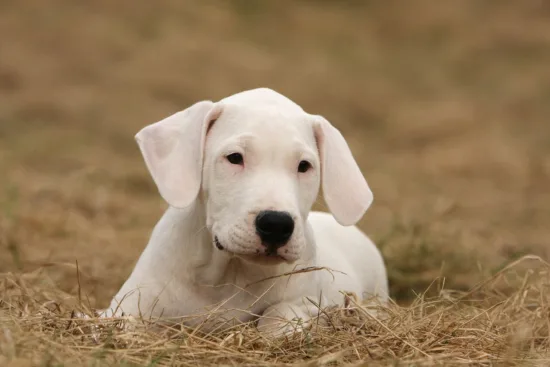 Dog argentyński - historia i pochodzenie rasy