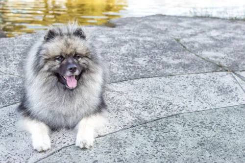Szpic wilczy (Keeshond) – szkolenie rasy