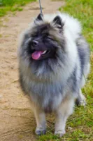 Szpic wilczy (Keeshond)