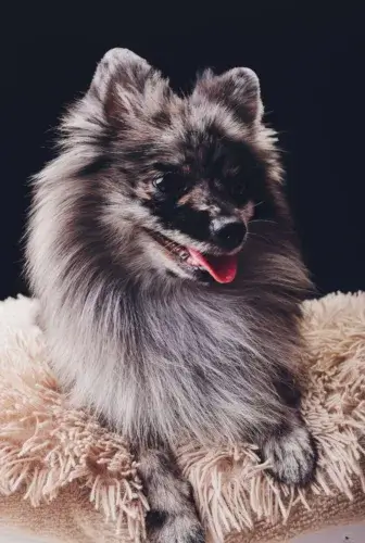 Szpic wilczy (Keeshond) – wygląd rasy