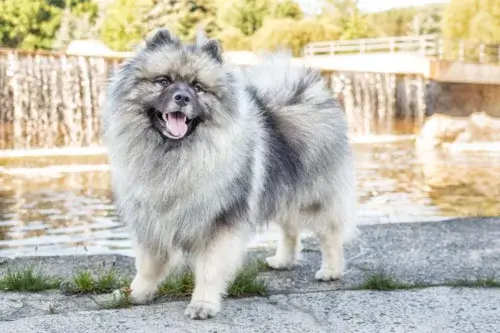 Szpic wilczy (Keeshond) – historia i pochodzenie rasy