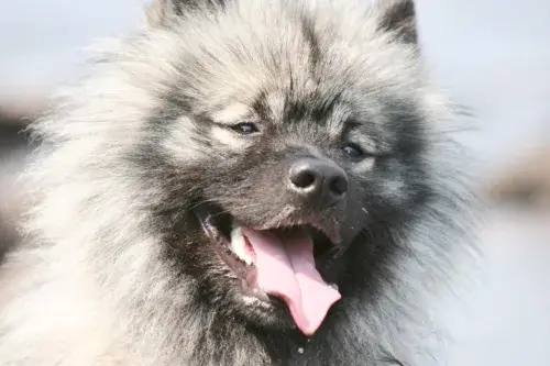 Szpic wilczy (Keeshond) – charakterystyka rasy