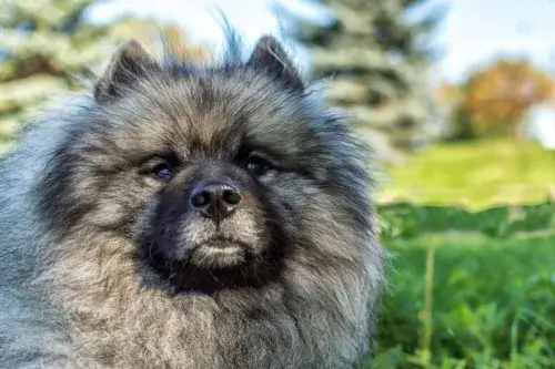 Szpic wilczy (Keeshond) – pielęgnacja rasy
