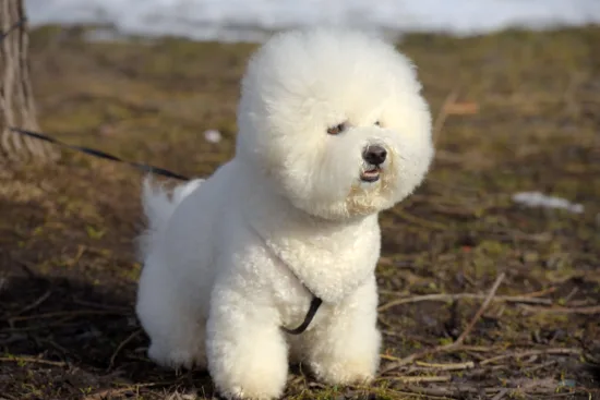 Bichon frise