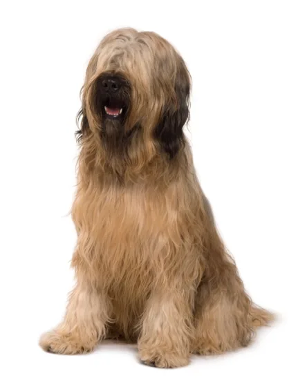 Briard - wygląd rasy