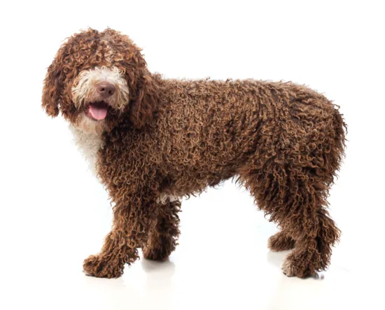 Lagotto Romagnolo – zdrowie rasy