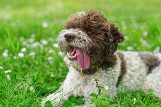 Lagotto Romagnolo – cena rasy i koszt utrzymania