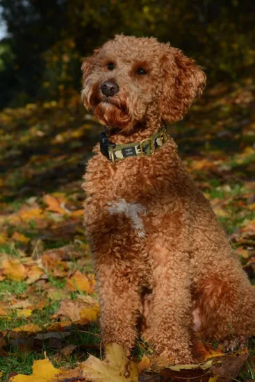 Lagotto Romagnolo – szkolenie rasy