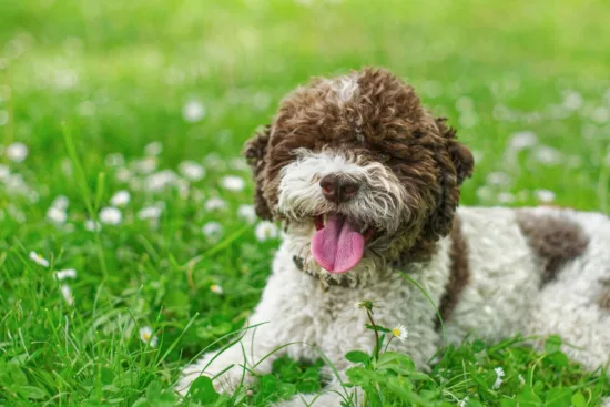 Lagotto Romagnolo – wychowanie rasy