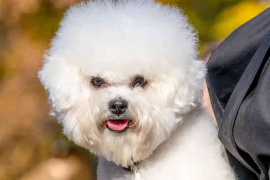Bichon frise – zdrowie rasy