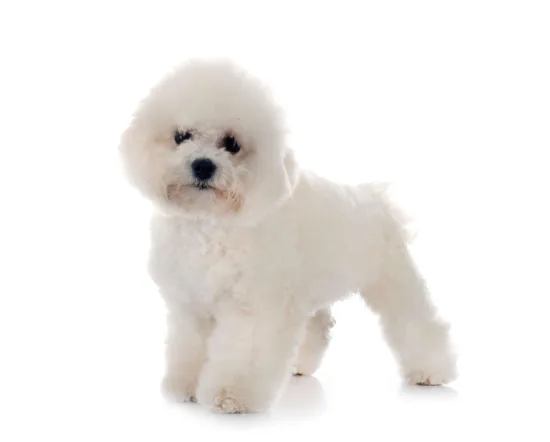 Bichon frise – historia i pochodzenie rasy