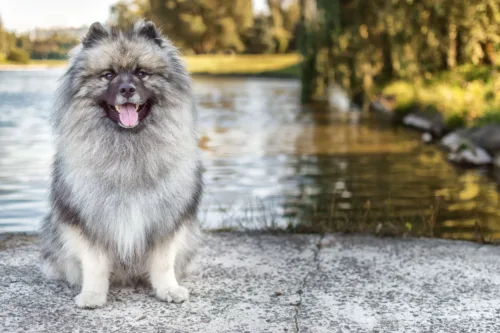 Szpic wilczy (Keeshond) – cena rasy i koszt utrzymania