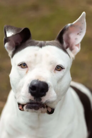 Dog argentyński - wygląd rasy