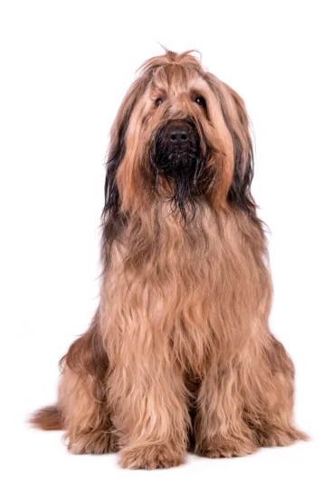 Briard - pielęgnacja rasy