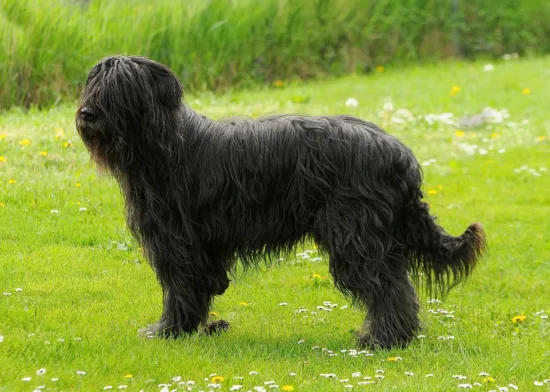 Briard - charakterystyka rasy