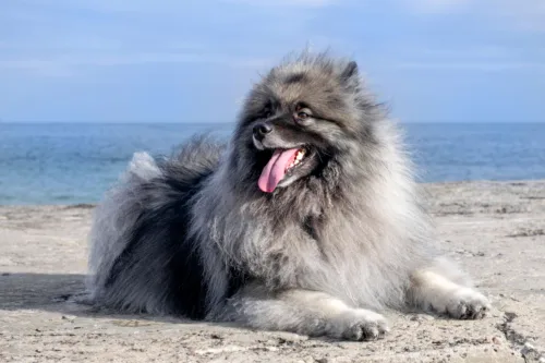Szpic wilczy (Keeshond) – żywienie rasy