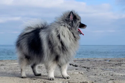 Szpic wilczy (Keeshond) – zdrowie rasy