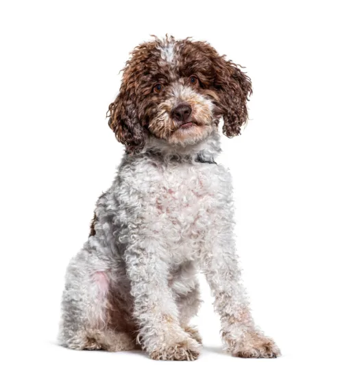 Lagotto Romagnolo – wygląd rasy