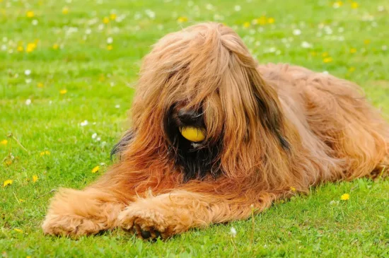 Briard - historia i pochodzenie rasy