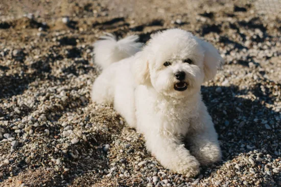 Bichon frise – cena rasy i koszt utrzymania