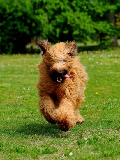 Briard - wychowanie rasy